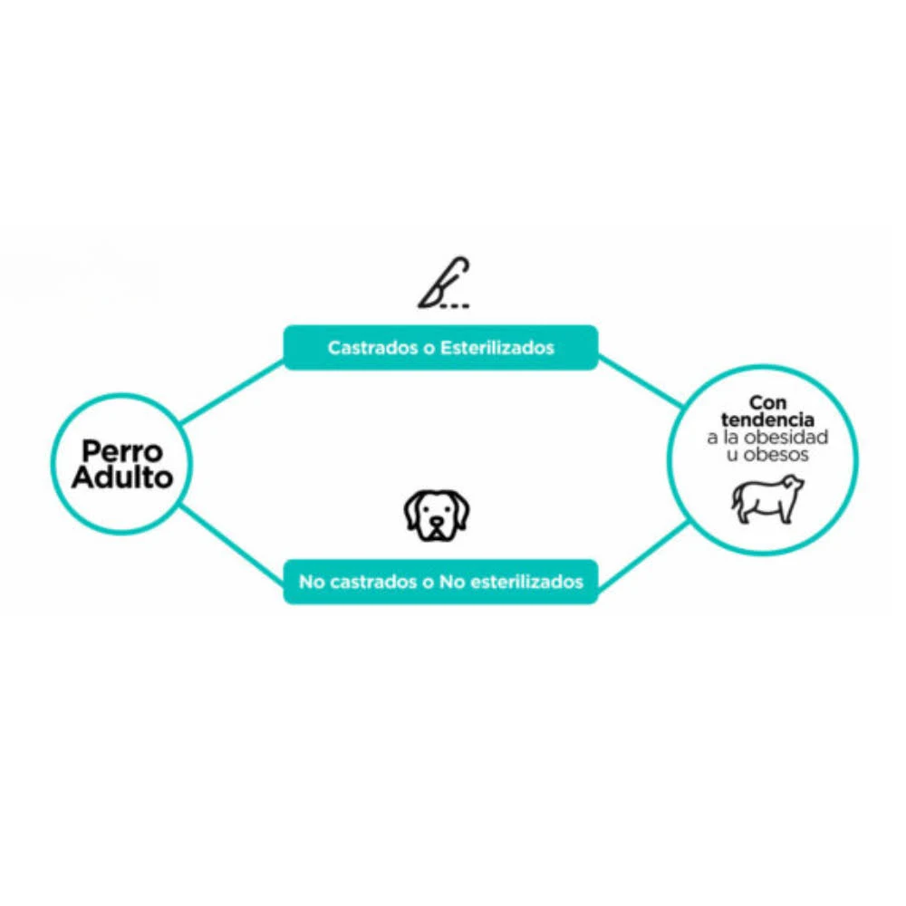 Agility gold obesos instrucciones