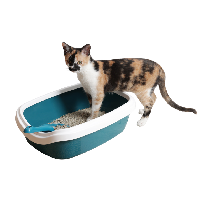 Arena para gatos en pasto