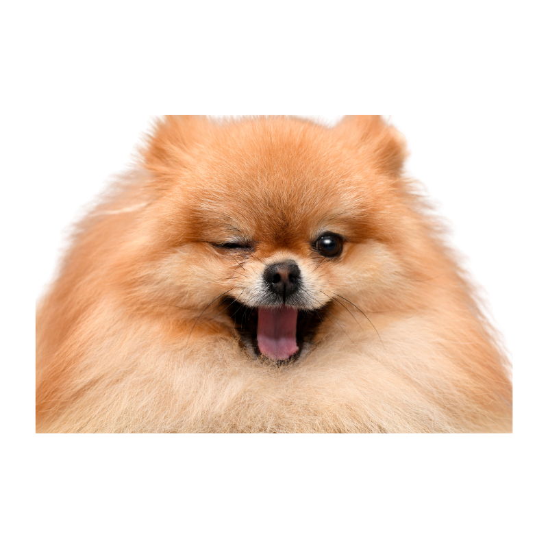 Alimento para el cuidado de la piel y el pelaje de perros en Pasto