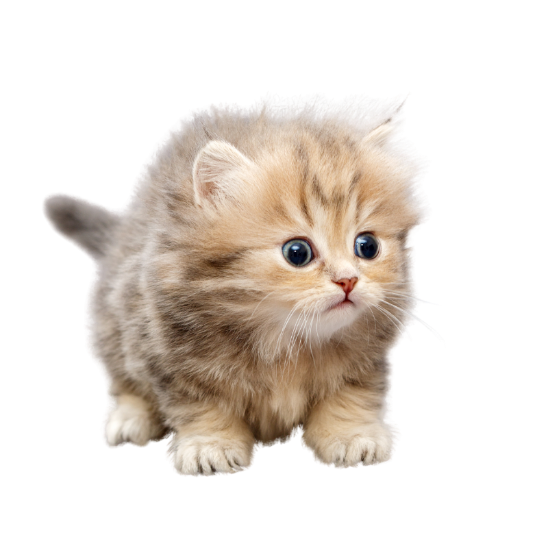 Alimento para gatitos en pasto