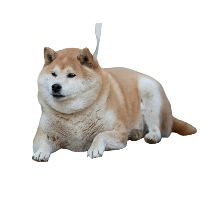 Alimento perros obesos en Pasto