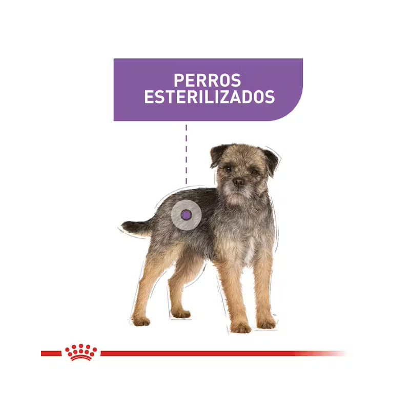 Royal canin mini sterilised para perros en pasto con domicilio gratis