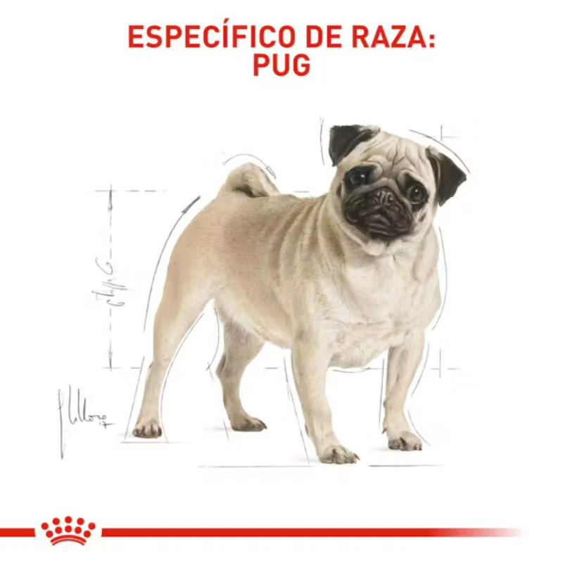 Royal canin raza pug en colombia