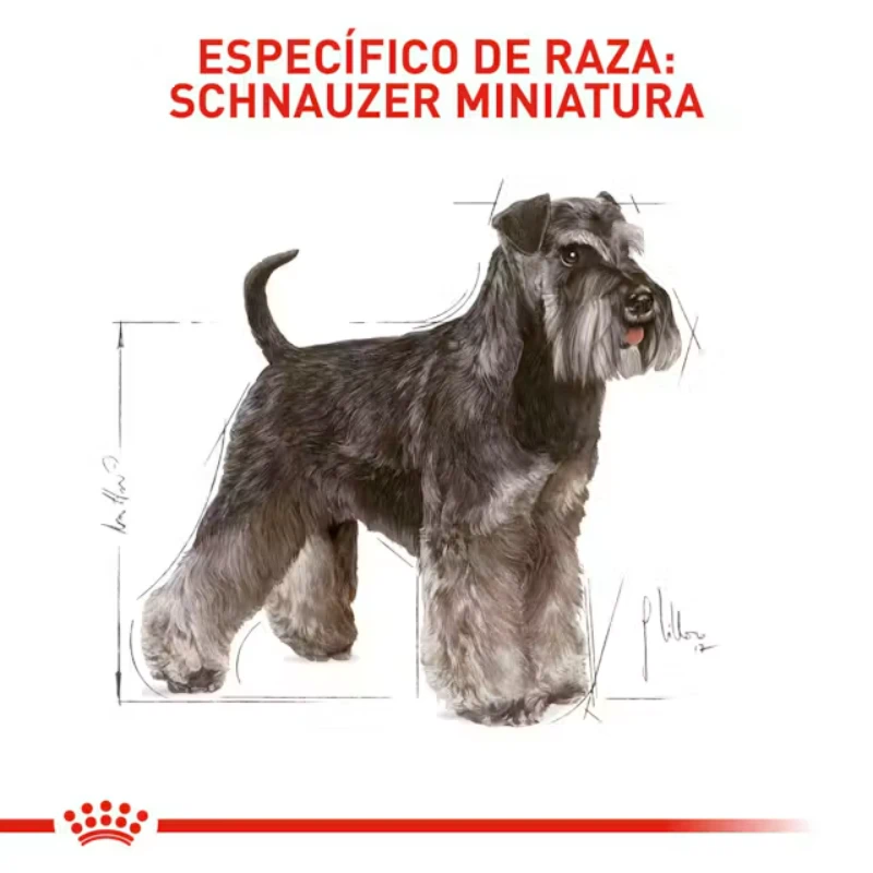 Royal Canin Miniature Schnauzer Adult con servicio a domicilio gratis en todo pasto