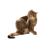 Antipulgas y garrapatas gatos