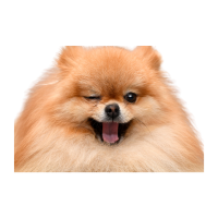 Alimento para el cuidado de la piel y el pelaje de perros en Pasto