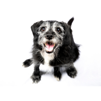 Alimento perros Adultos mayores en Pasto