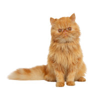 Comida para gatos adultos en Pasto