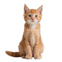 Alimento para gatos esterilizados a domicilio en pasto