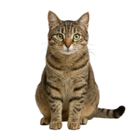 Comida para gatos obesos en Pasto