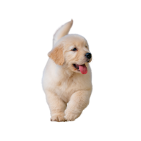 Alimento para cachorros en Pasto