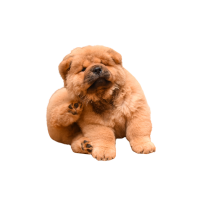 antipulgas y desparasitantes en pasto